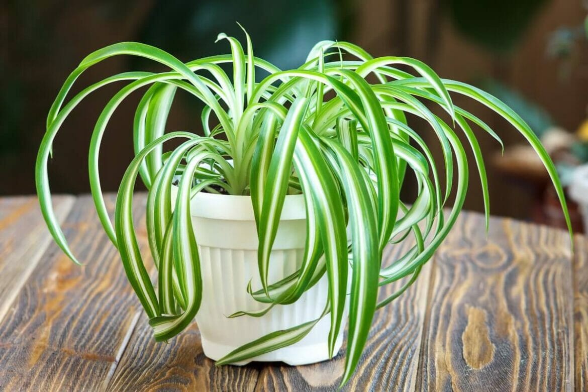 Are Spider Plants Poisonous or Toxic to Humans and Pets? Petal Republic