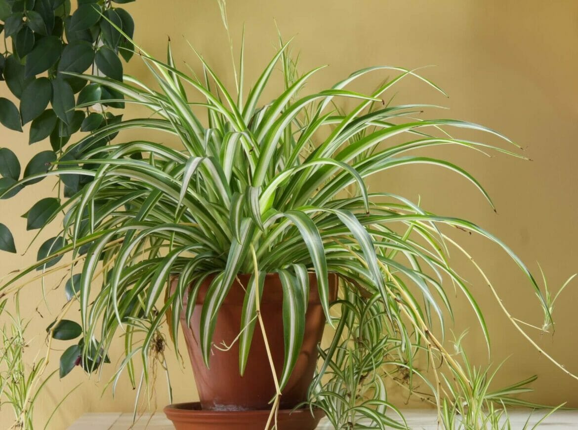 Are Spider Plants Poisonous or Toxic to Humans and Pets? Petal Republic