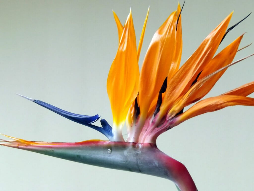 Bird of Paradise Botanical Characteristics