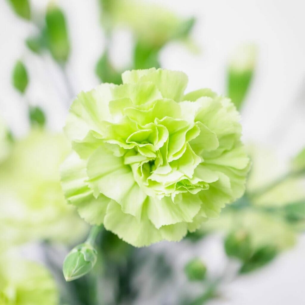 A close shot of lime green Carnation (Dianthus caryophyllus) flower in bloom