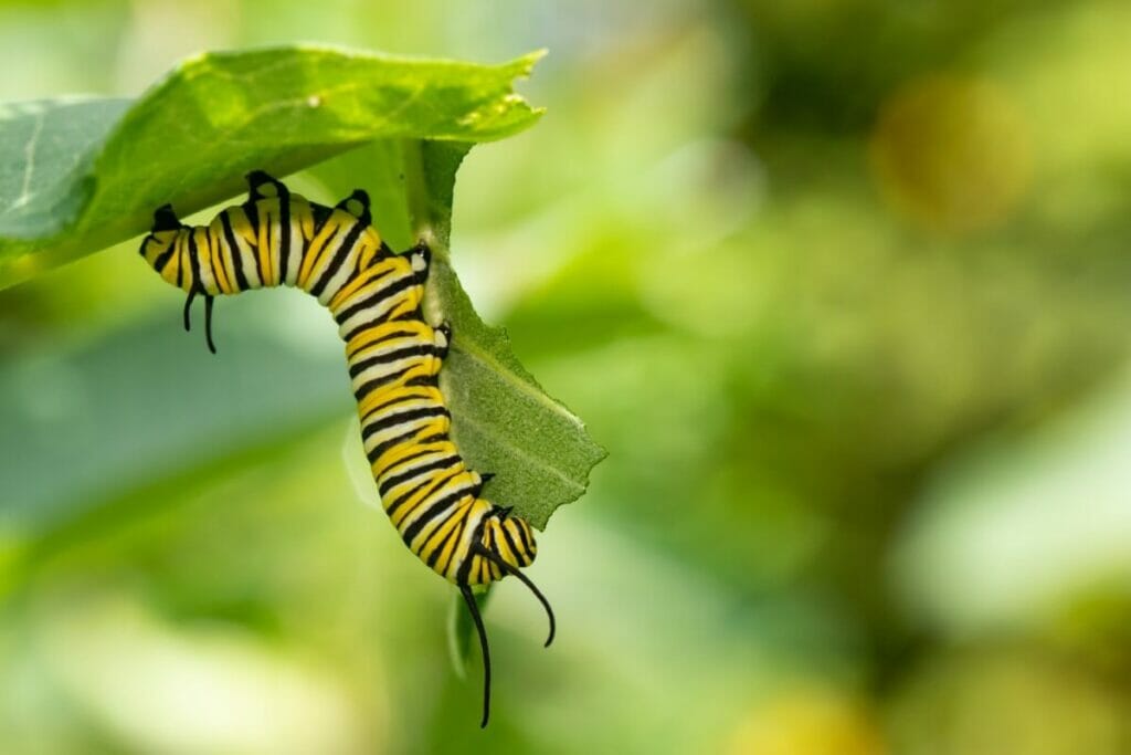 Caterpillars