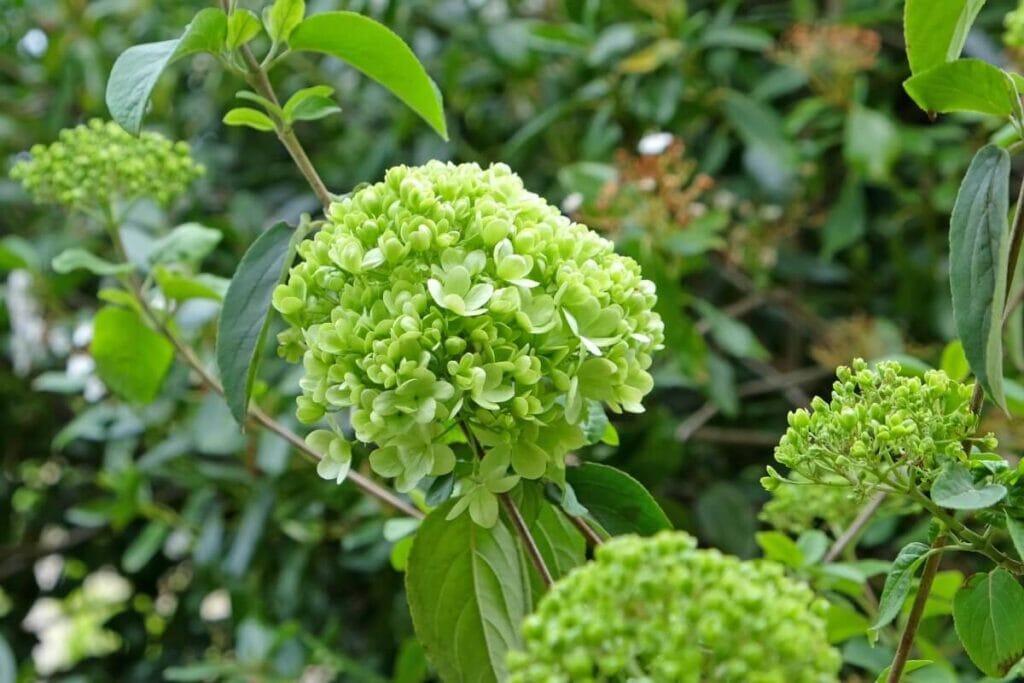 A cluster of large green Chinese Snowball (Viburnum macrocephalum) flower heads in bloom