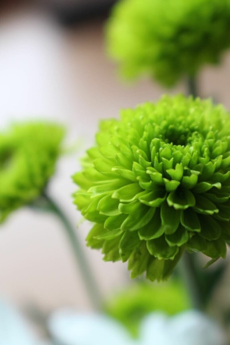 40 Popular Types of Green Flowers and Plants Petal Republic