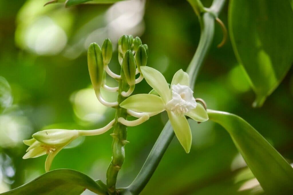 Green Flat-Leaved Vanilla (Vanilla planifolia) plants in bloom