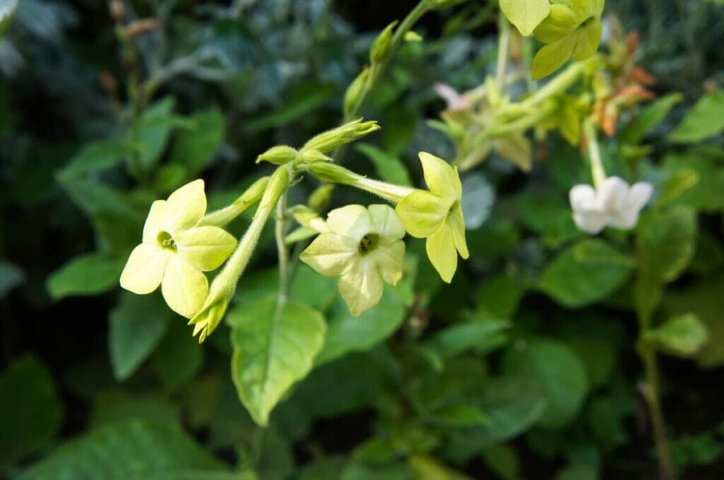 Flowering Tobacco (Nicotiana alata) showcasing delicate clusters of lime green flower heads