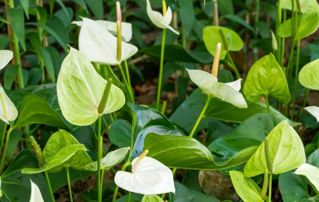 A cluster of Green Anthurium (Anthurium 'Midori') plants