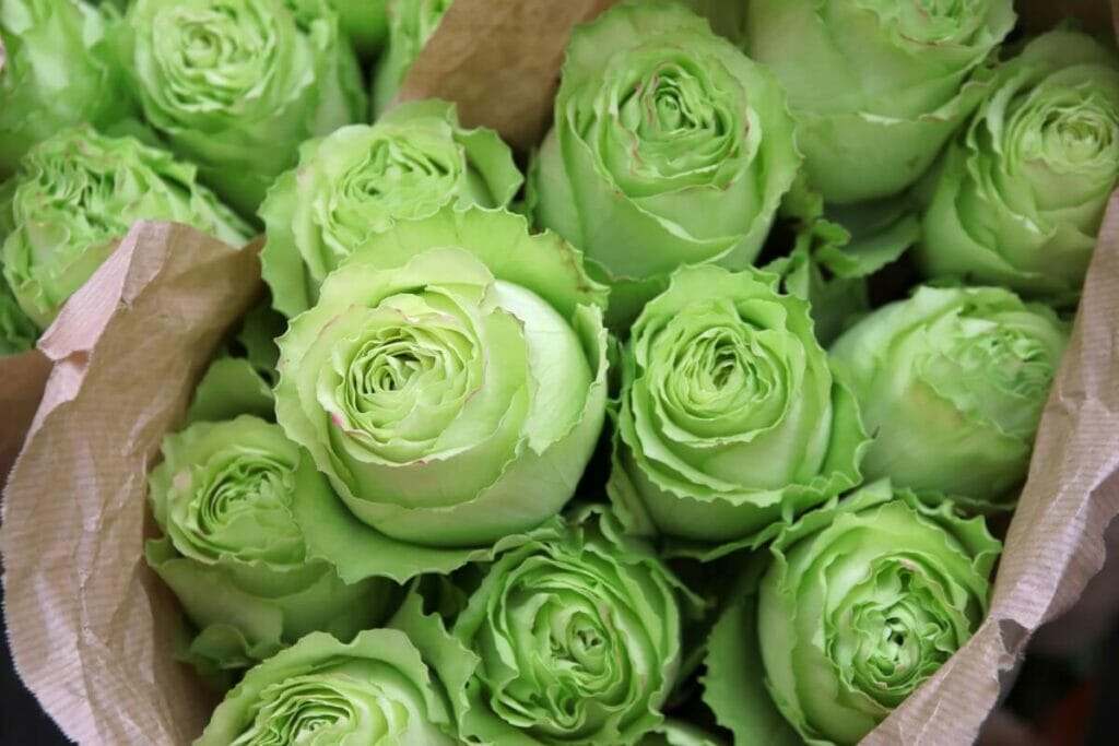 A bouquet of green roses pre-bloom