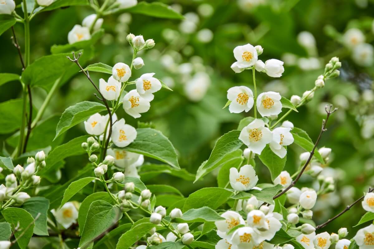 18 Beautiful Mock Orange Varieties (Philadelphus) Petal Republic