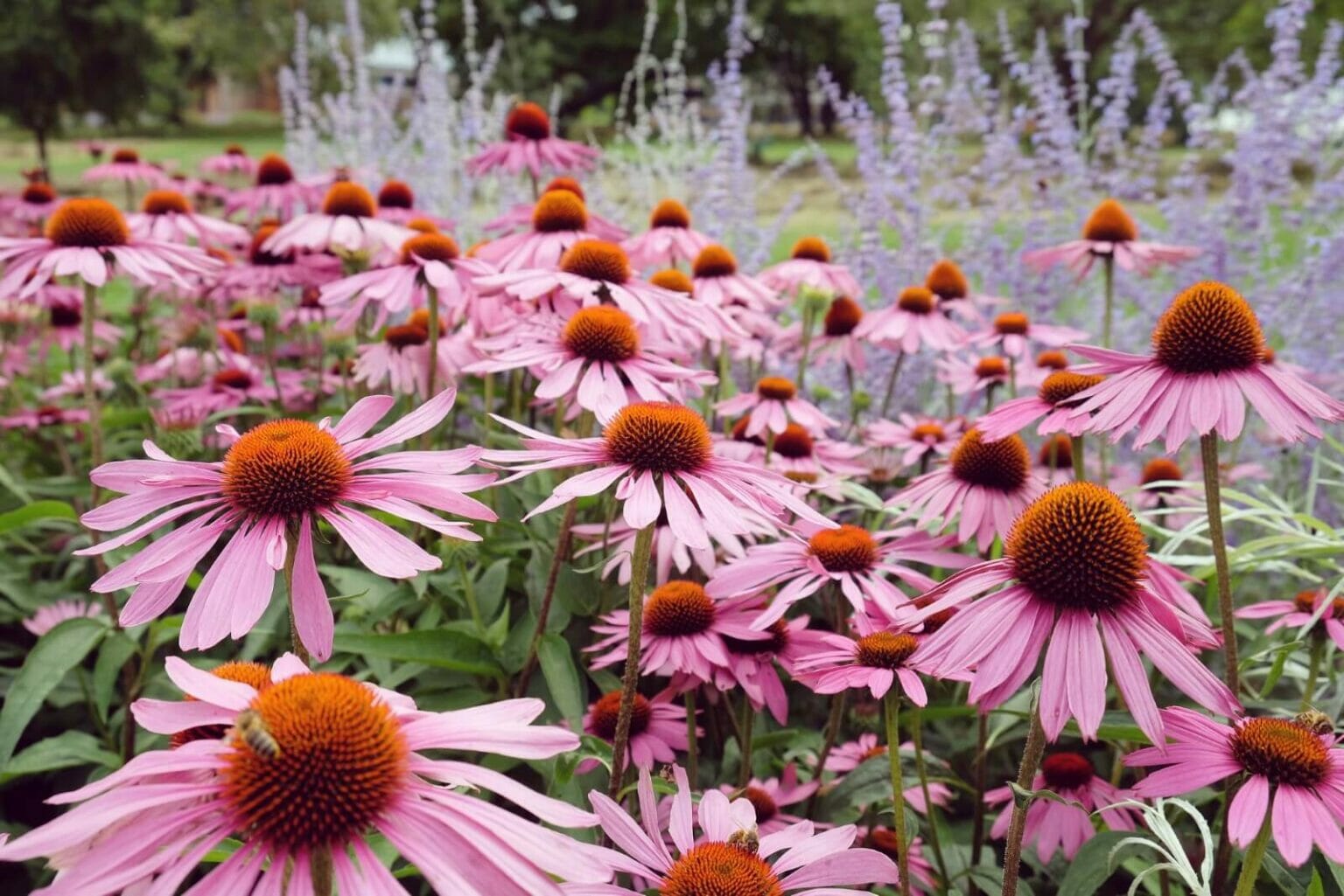 Cultivating Coneflowers Insight into Height and Spread Considerations