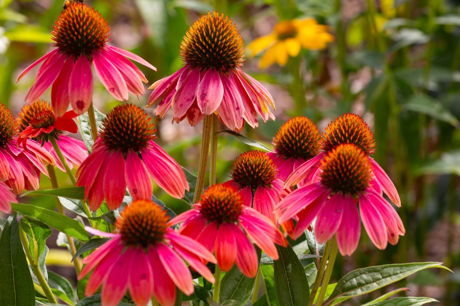 How To Fertilize Coneflowers (Essential Guide)