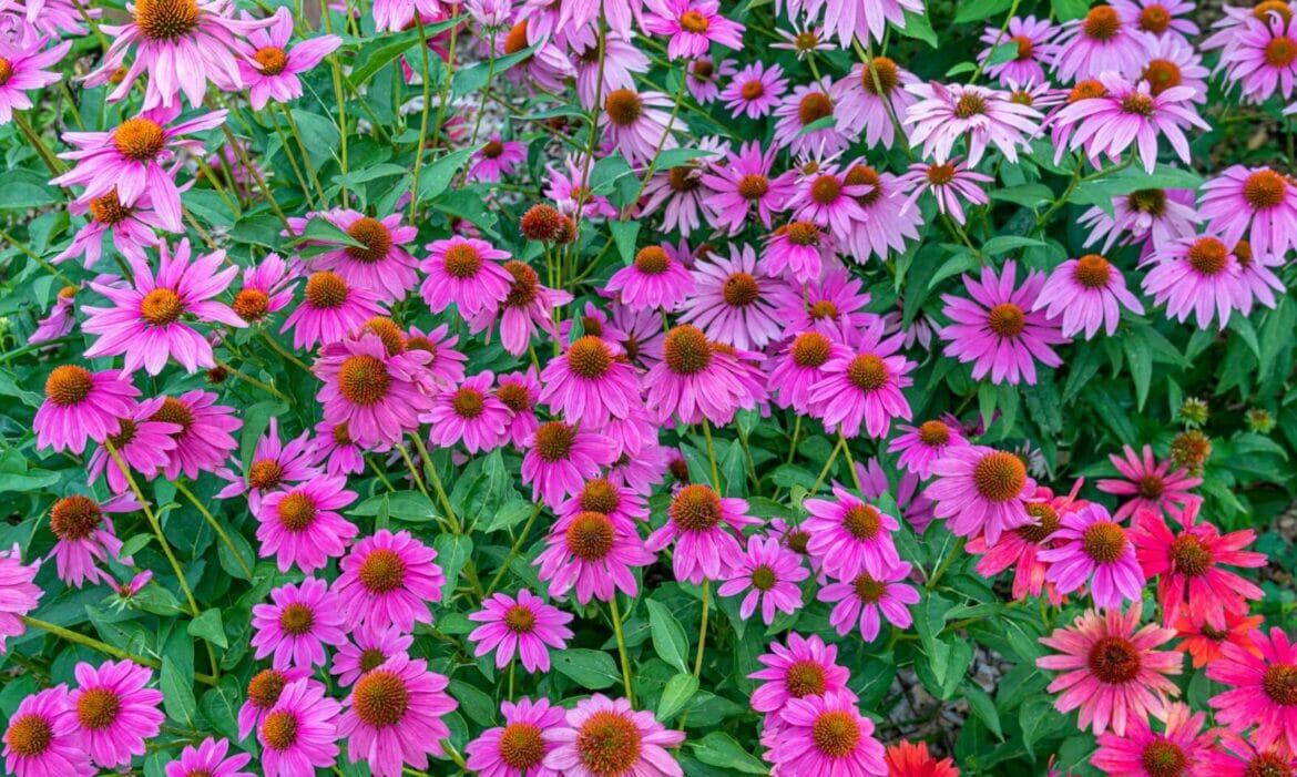 How to Cut Coneflowers for a Vase or Bouquet Petal Republic