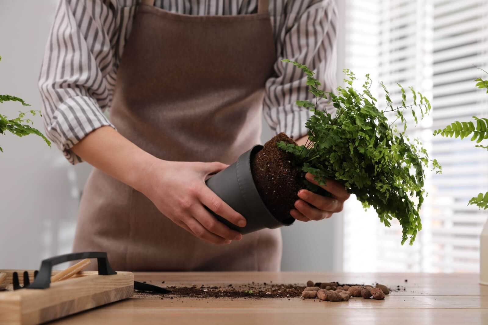 How to Successfully Repot a Boston Fern (Essential Guide)