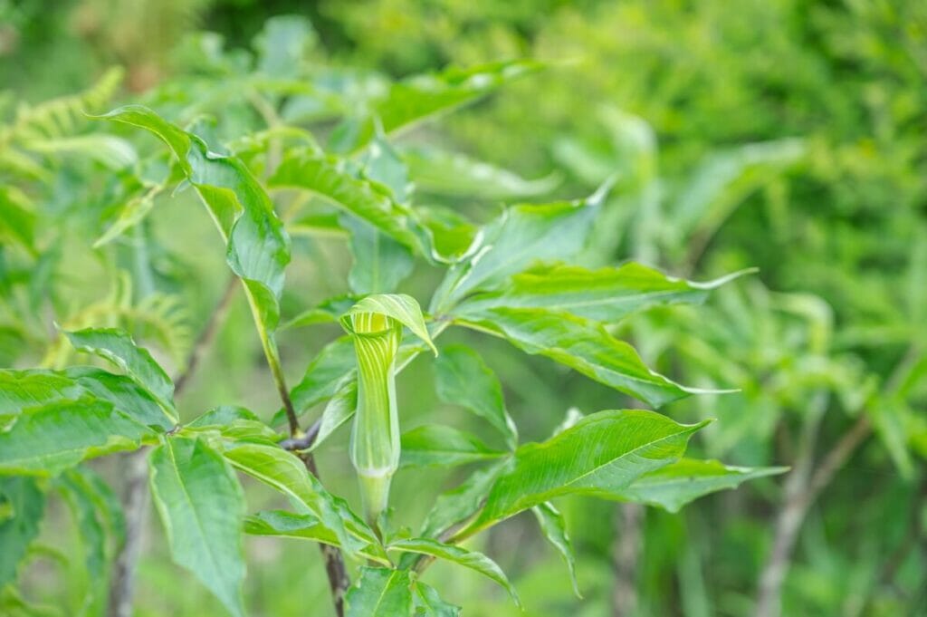 Jack-in-the-Pulpit (Arisaema triphyllum) plants in bloom with green tube-shaped spathes