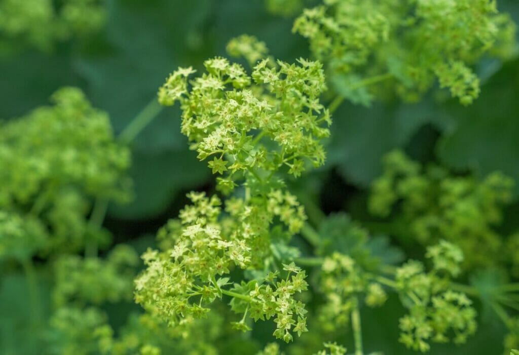 Green Lady's Mantle (Alchemilla mollis) flowers growing in the wild