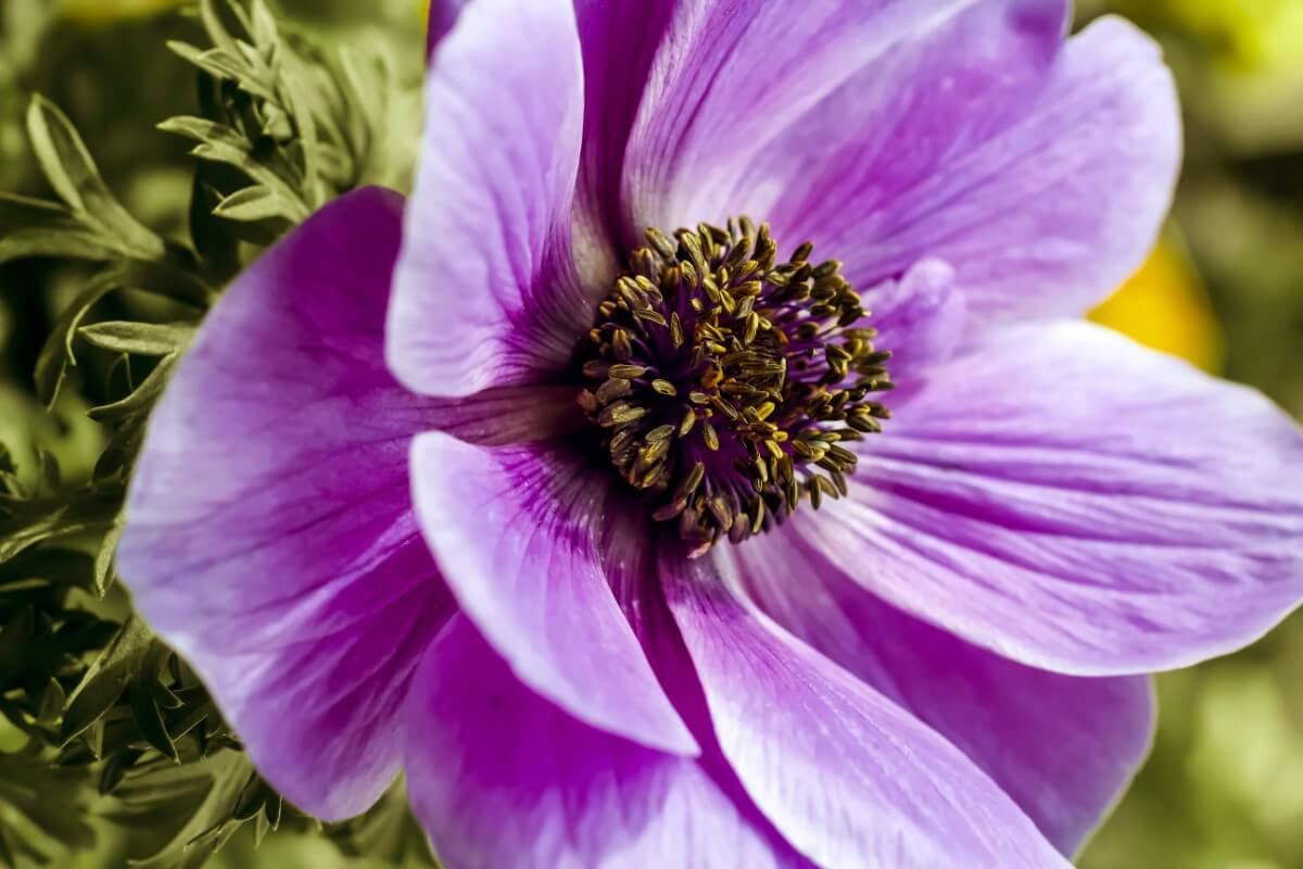 What Colors Do Anemone Flowers Come In? Petal Republic