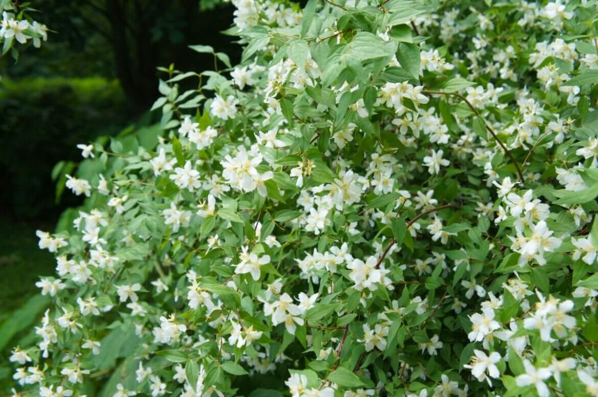 18 Beautiful Mock Orange Varieties (Philadelphus) Petal Republic