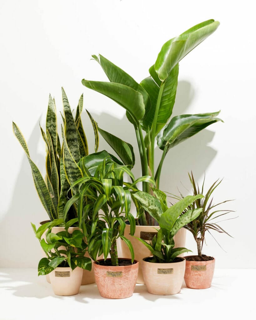 Lively Root Plant Collections