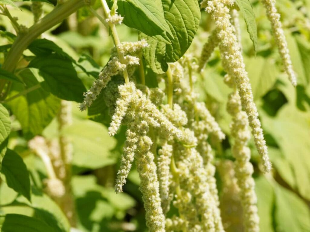 Soft green Love-Lies-Bleeding (Amaranthus caudatus) flowers in bloom