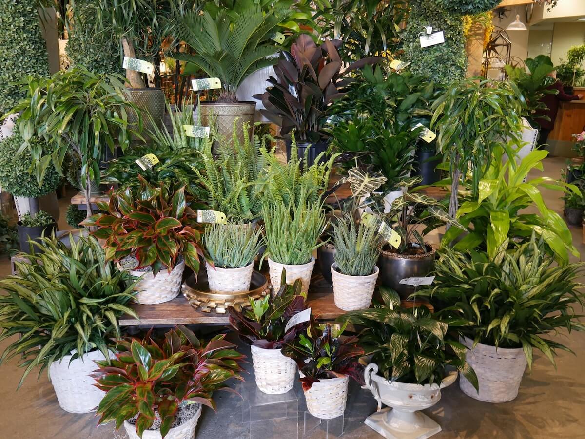 15 Best Indianapolis Plant Delivery Services (2023) Petal Republic