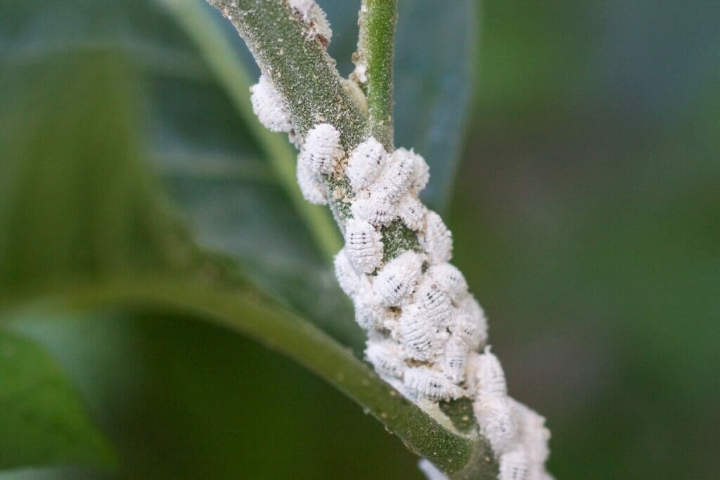 Mealybugs are a common pest attracted to boston ferns.