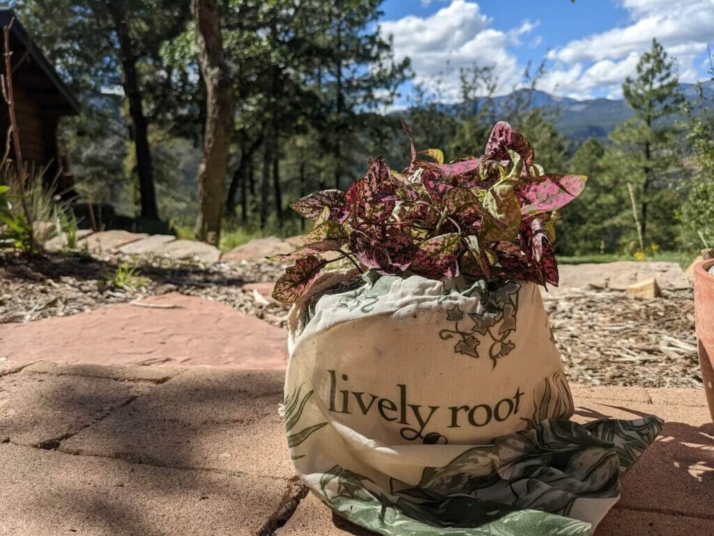 Polka Dot Plant from Lively Root