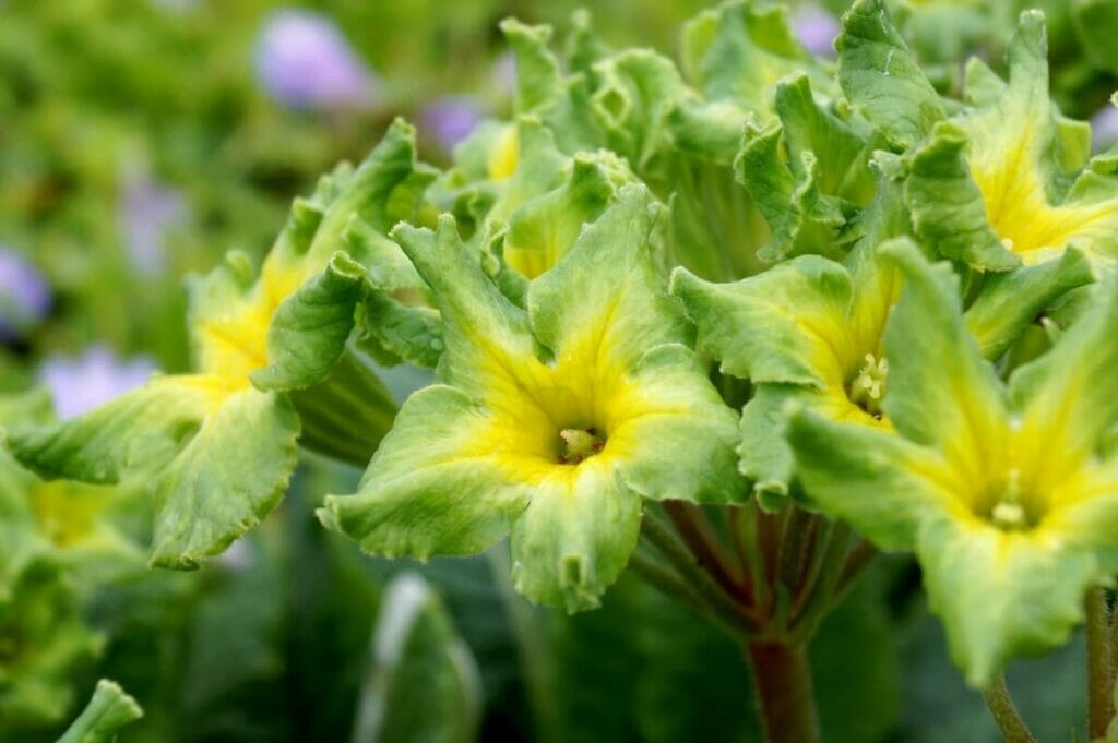 Polyanthus Primrose (Primula 'Francisca') flowers in bloom showcasing star-shaped green flower heads with yellow centers