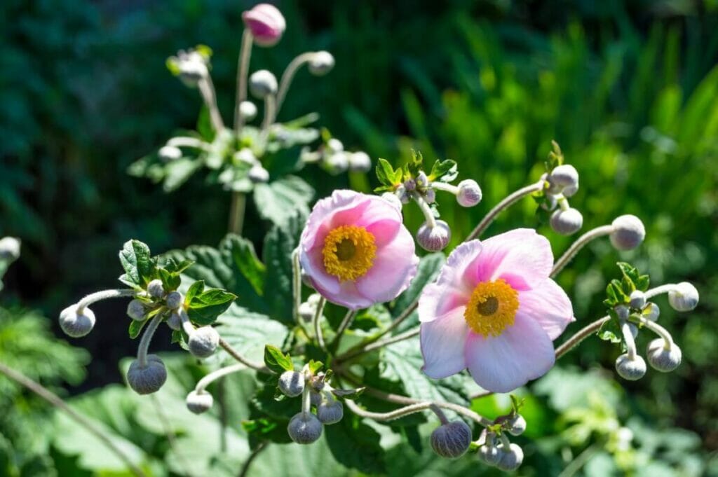 Signs Your Anemone is Growing in the Wrong SoilÂ