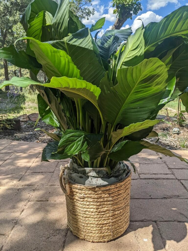 Split Leaf Philodendron Plant from Lively Root