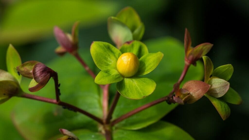 Sweet Amber (Hypericum androsaemum) plants in bloom showcasing small green flower heads with yellow centers
