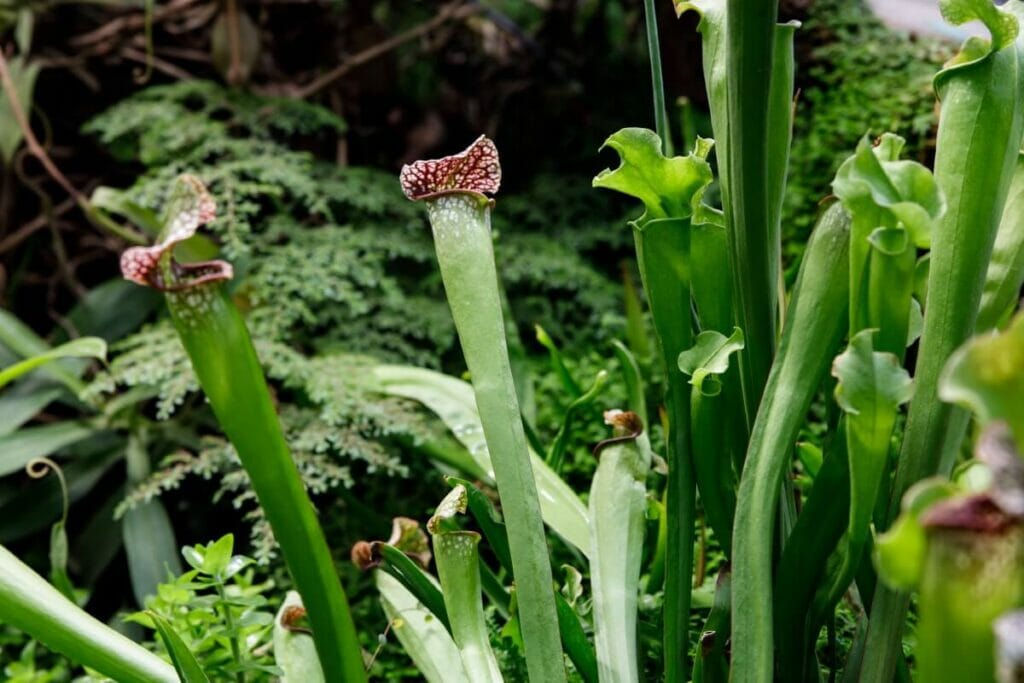 Sweet Pitcherplant (Sarracenia rubra) growing in the wild with large green tubular foliage