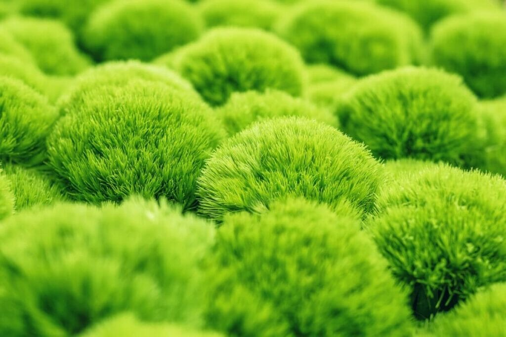 A cluster of green Sweet William (Dianthus barbatus 'Green Ball') displaying fuzzy, pom-pom-like appearance.