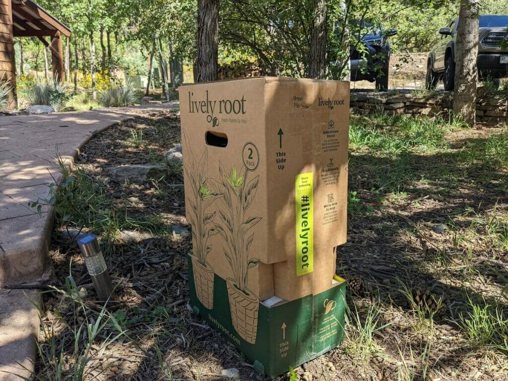 Taking Delivering of Lively Root Plants