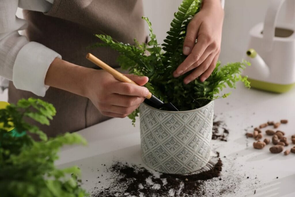 The Best Soil Mix When Repotting Boston Ferns