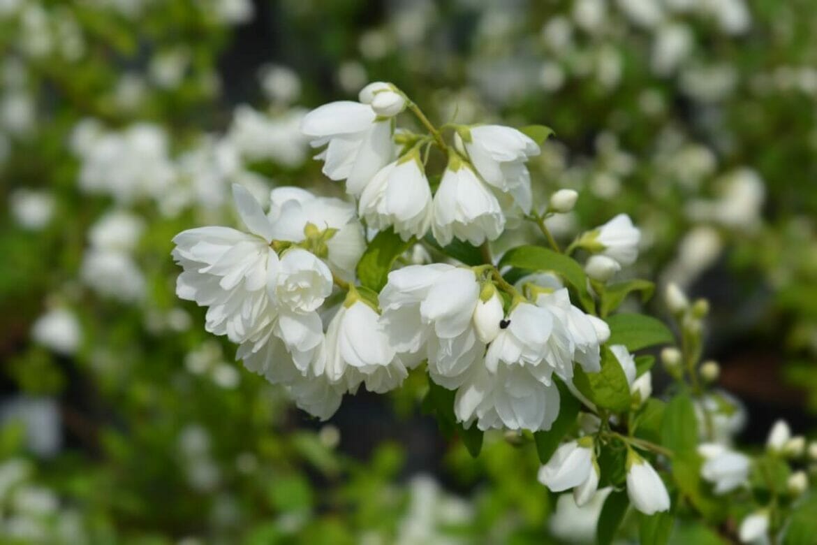 18 Beautiful Mock Orange Varieties (Philadelphus) Petal Republic
