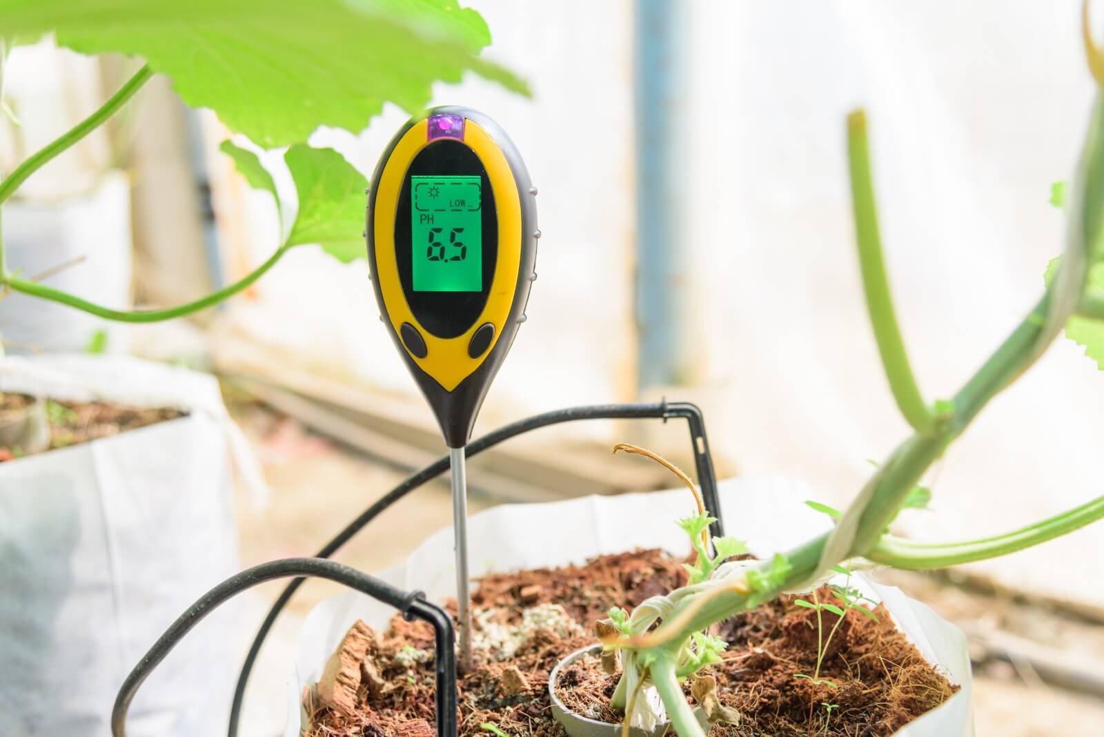 What's Soil pH & How Is It Affecting My Garden & Houseplants?