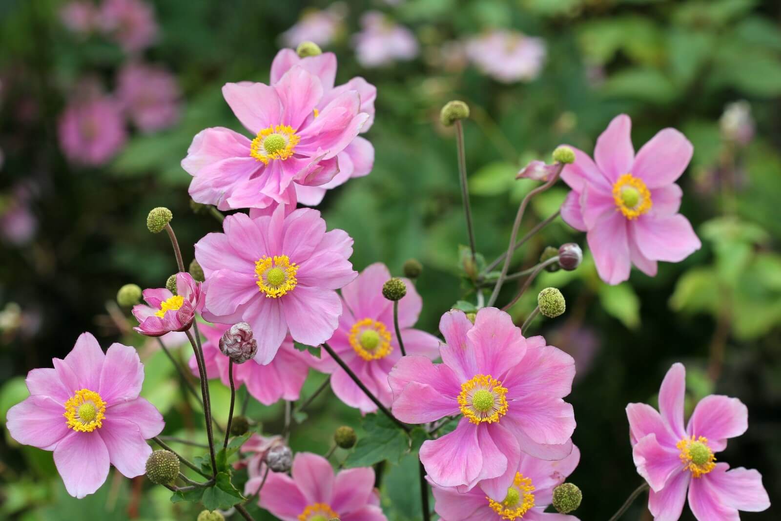 When Are Anemones in Season? (Essential Guide)