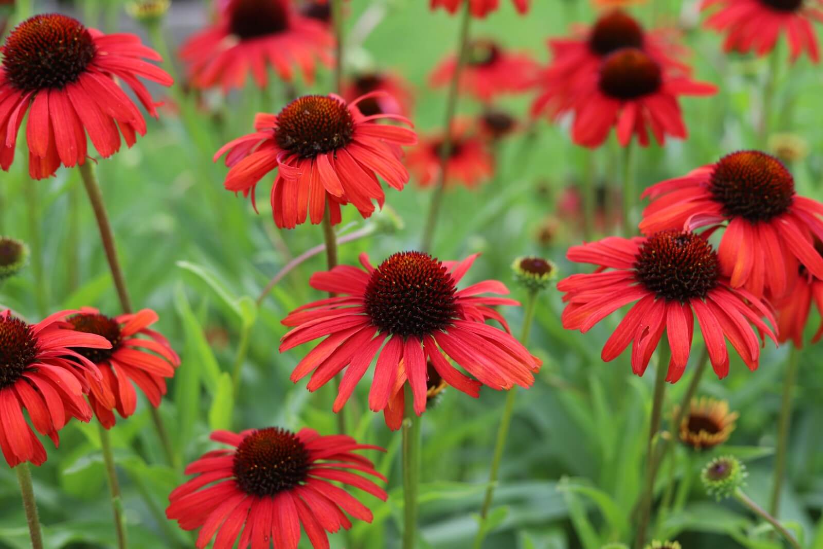 When Do You Cut Back Coneflowers? (Essential Guide)