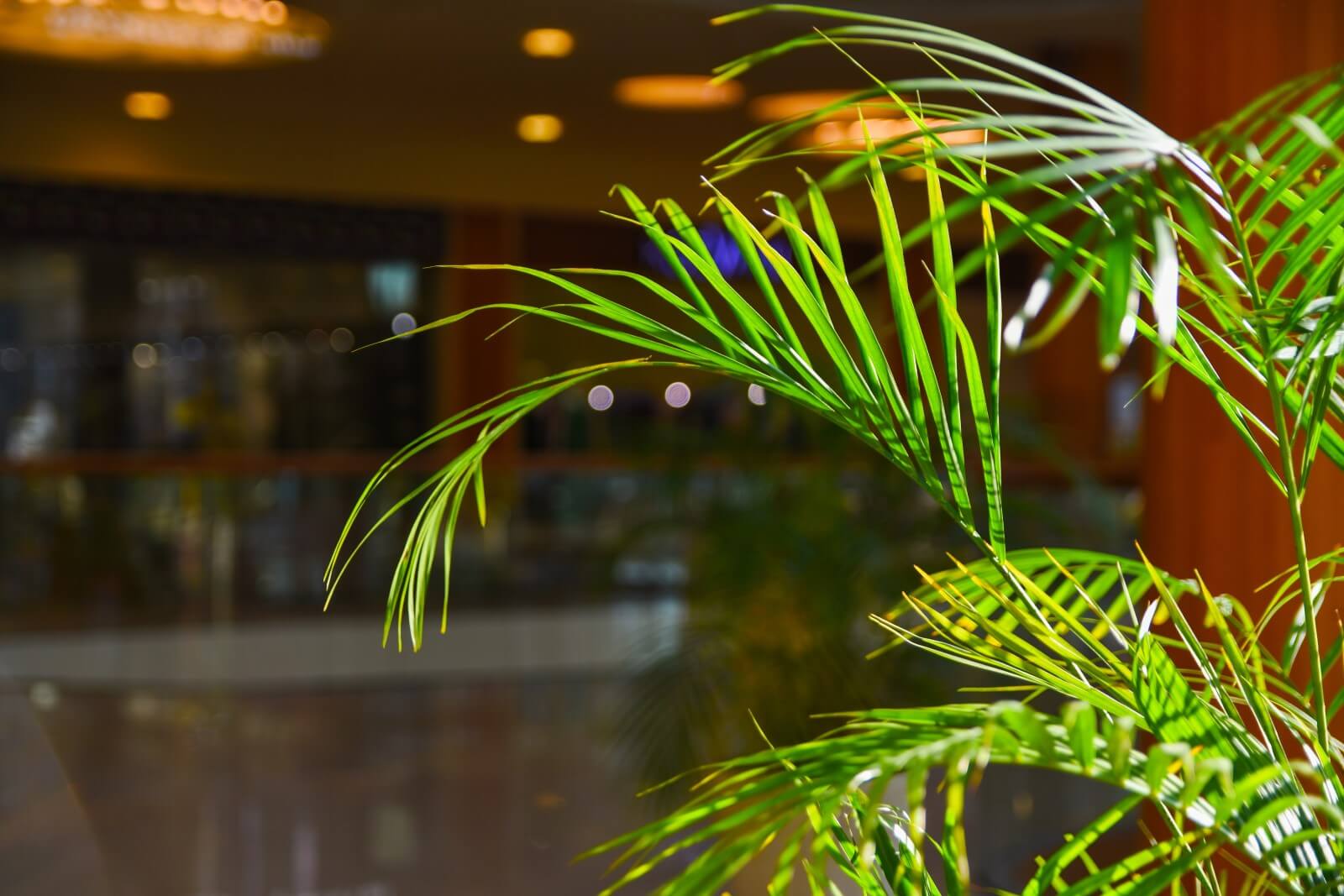 11 Common Causes for Brown Tips on Areca Palms