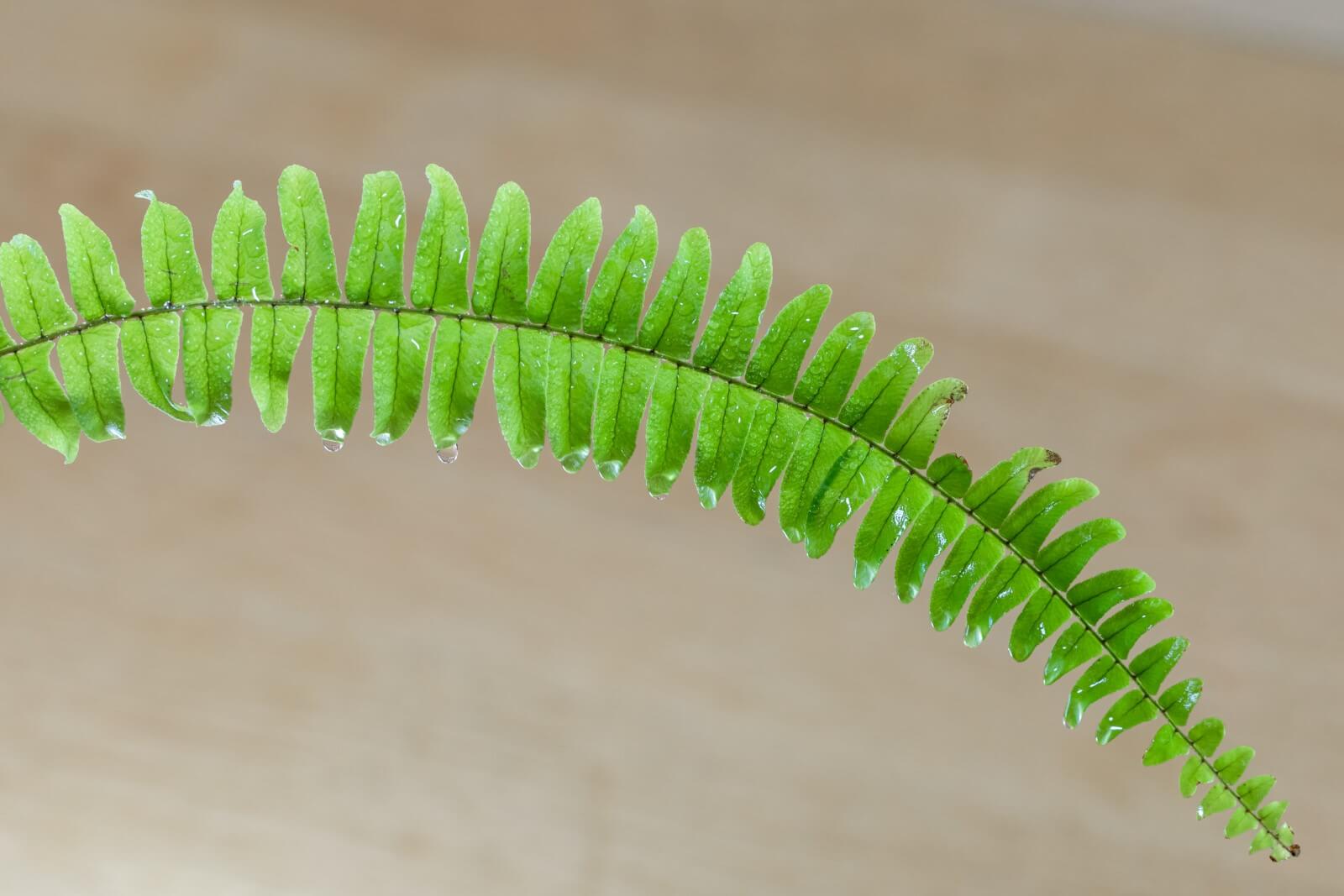 11 Common Causes for Brown Tips on Boston Ferns