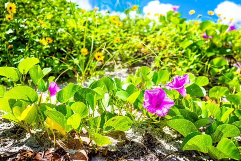 50 Stunning Native Florida Flowers and Plants - Petal Republic