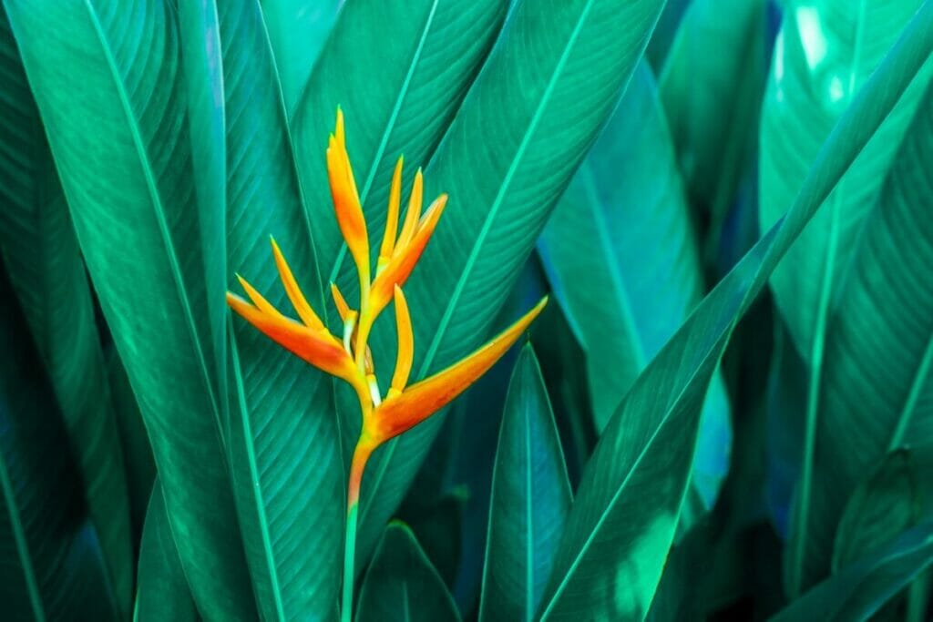 About Bird of Paradise Plants