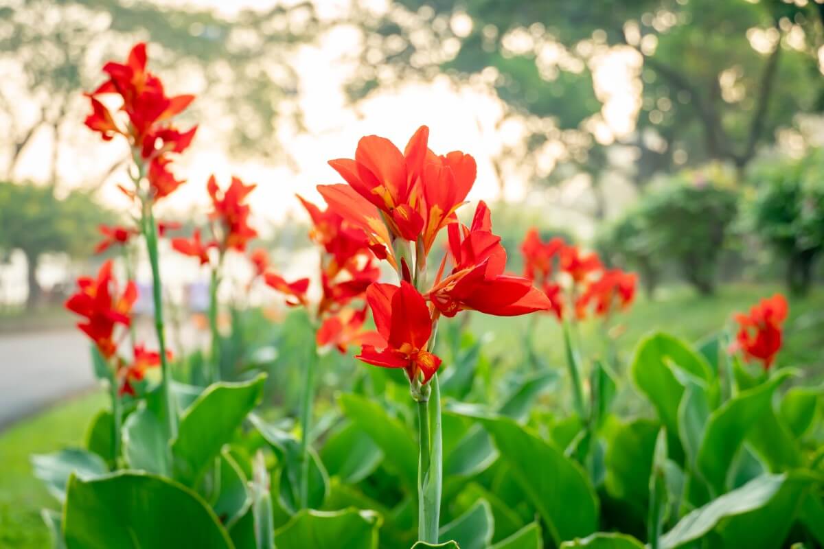 Canna Lily Meaning and Symbolism in the Language of Flowers - Petal ...