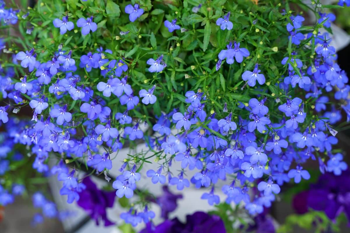 Lobelia Flower Meaning in the Language of Flowers Petal Republic