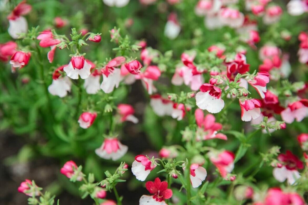 Nemesia Flower Meaning in the Language of Flowers Petal Republic