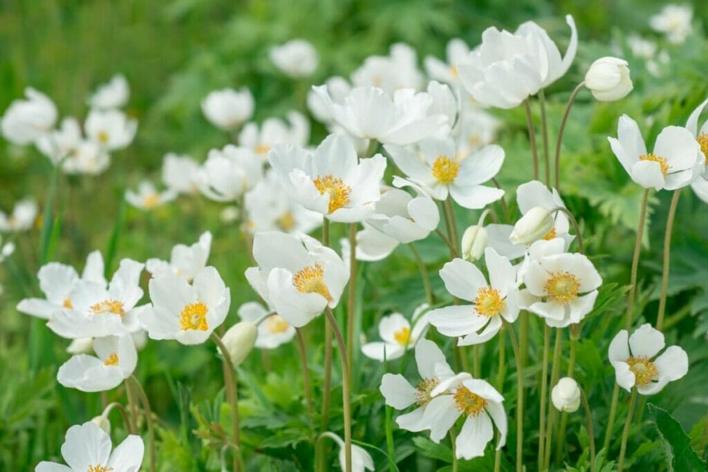 White Anemones