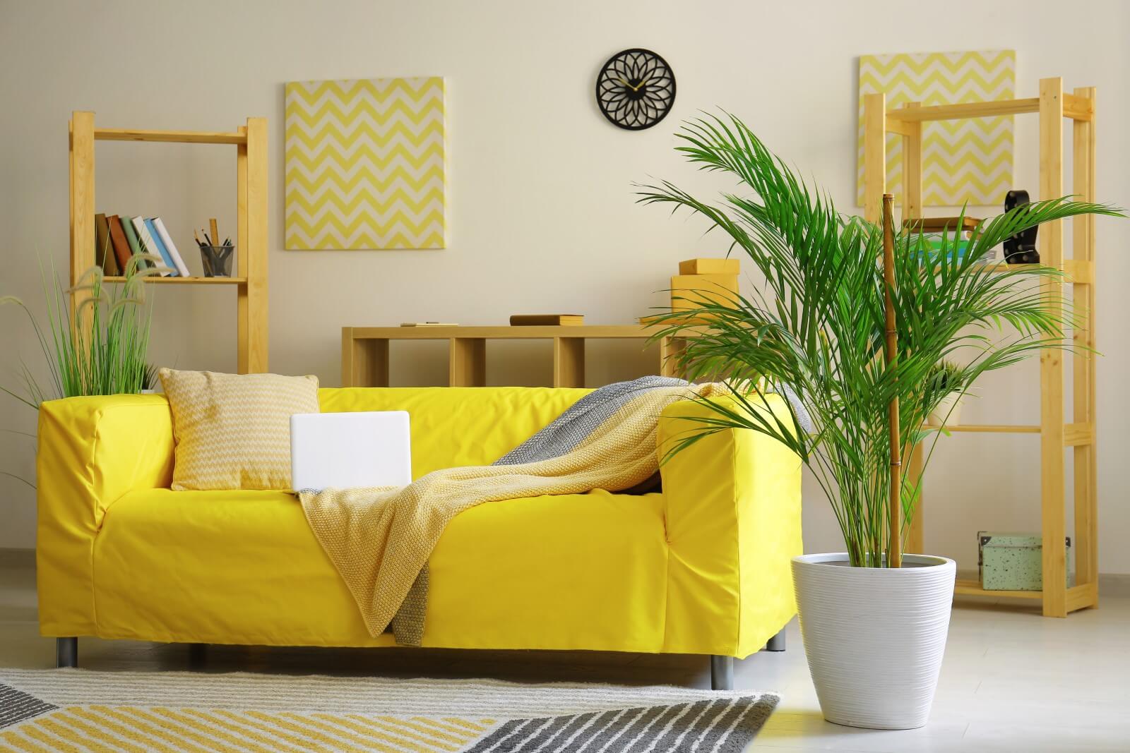 Areca Palm Meaning and Symbolism (Essential Guide)