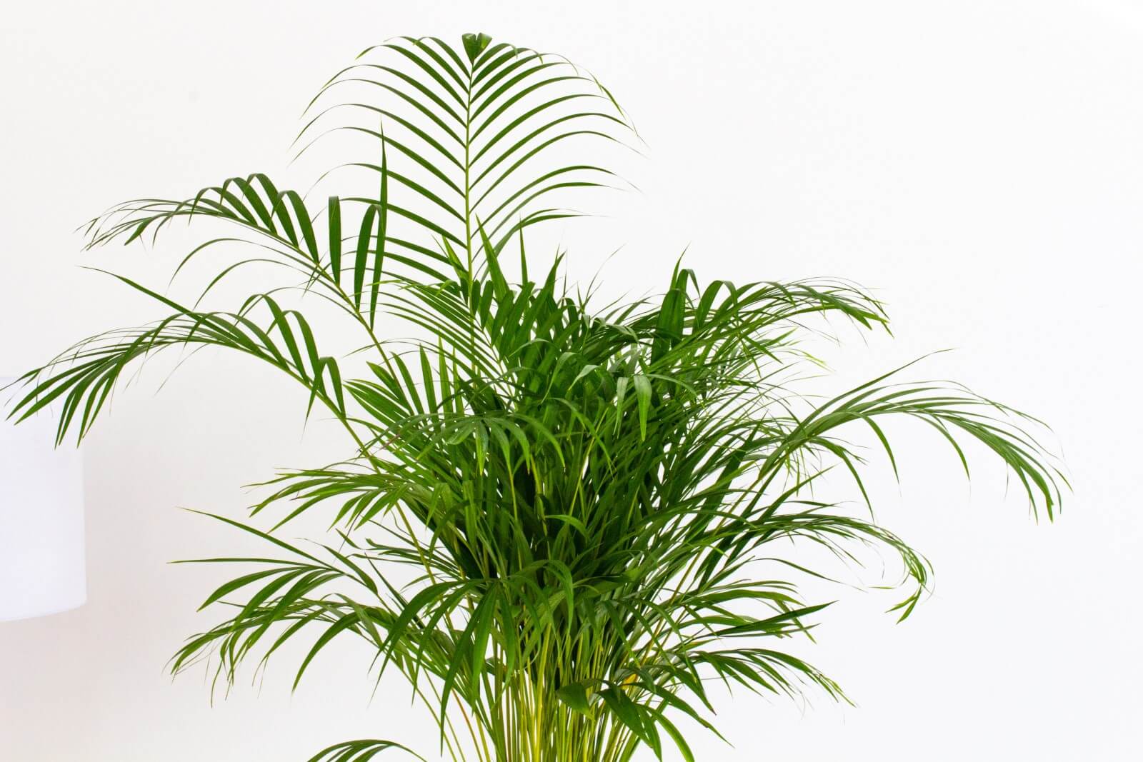 Areca Palm Temperature and Humidity Tolerances Indoors