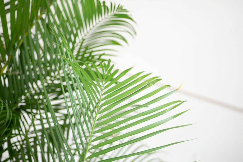 Areca Palms in Ancient Greece and Rome