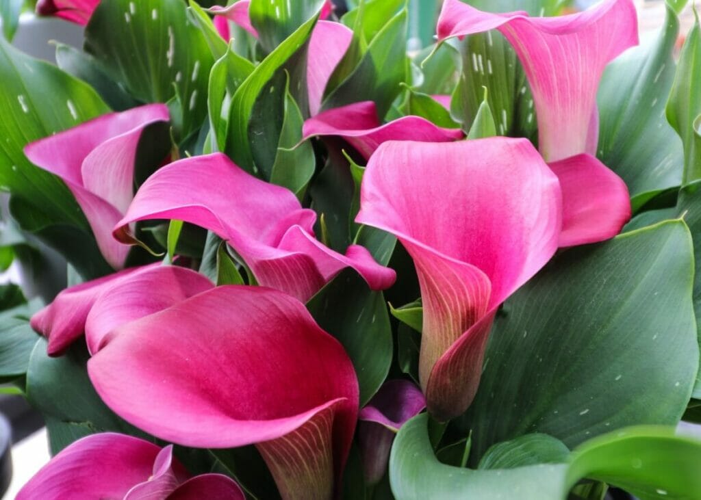 Calla Lilies are an upmarket option for first dates