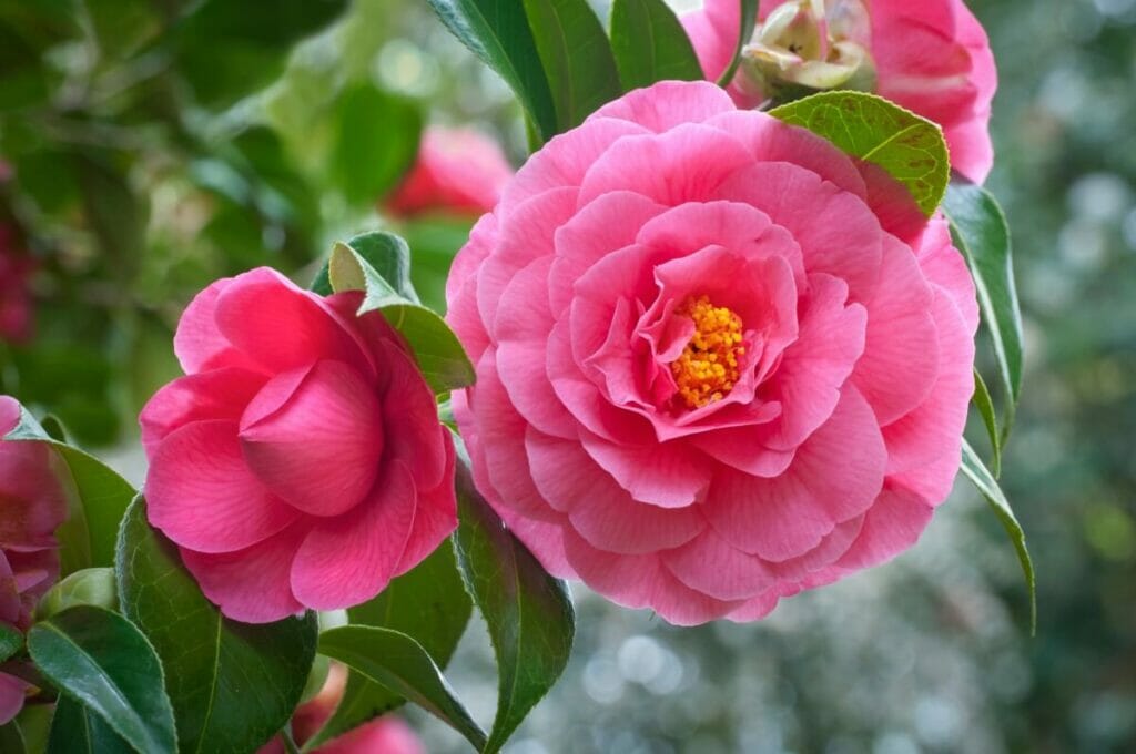 Camellia flowers are symbolic of love and romance